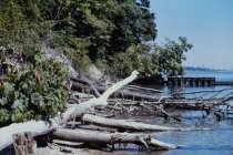Fallen trees at base of Mountain Bluffs